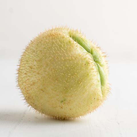 Perulero