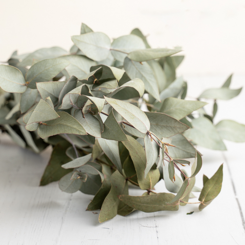 Laurel - Conventional