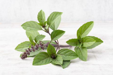 purple basil