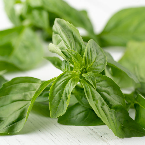 Albahaca Italiana