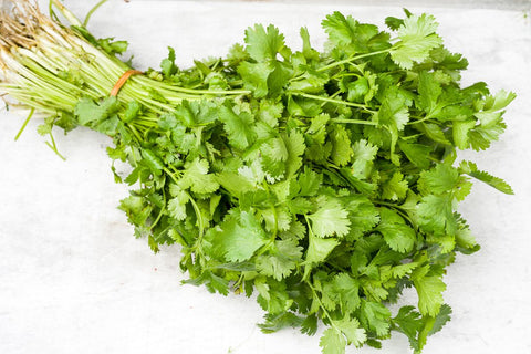 Cilantro