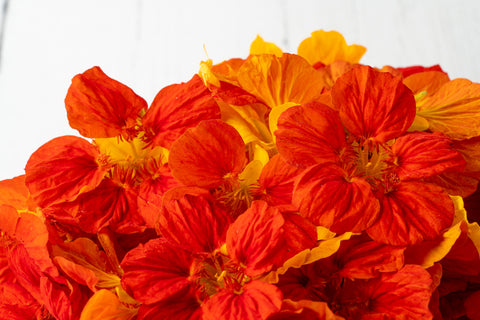 Flores Comestibles - Nasturtos