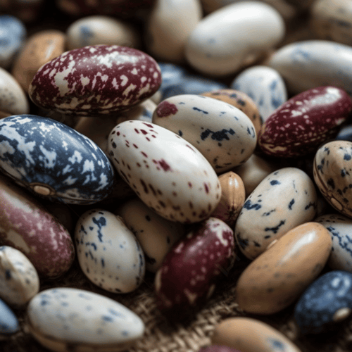piloy bean