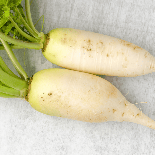 Daikon-Rettich