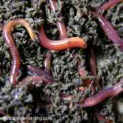 Roter Kokettenwurm 