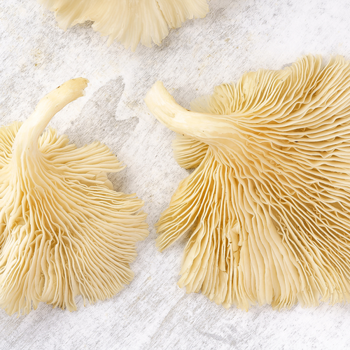 oyster mushrooms