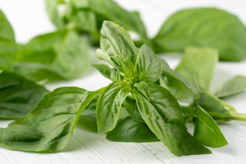 italian basil