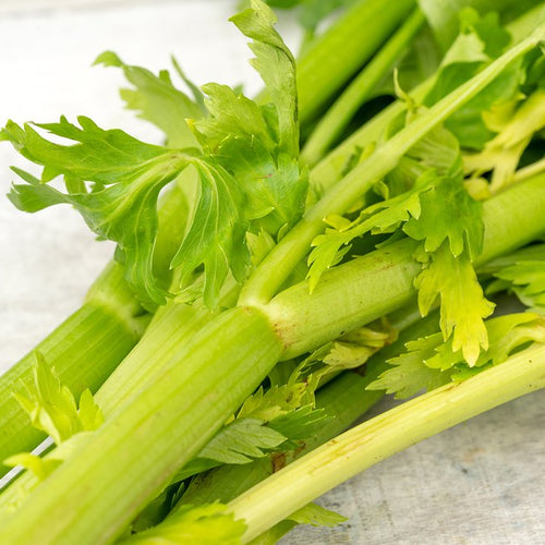 baby celery