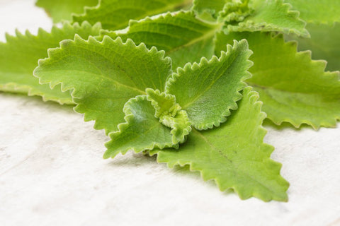 Breitblättriger Oregano (2 Unzen)