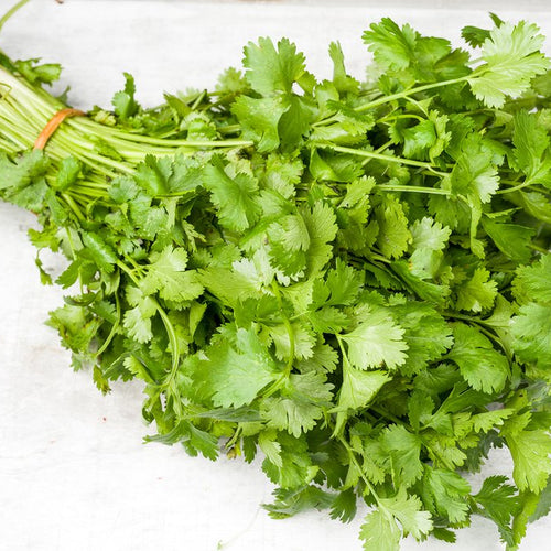 Cilantro