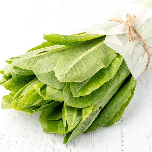 Romaine lettuce