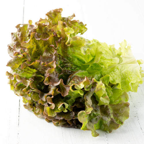 Purple Endive Lettuce