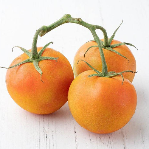 Tomate Manzano