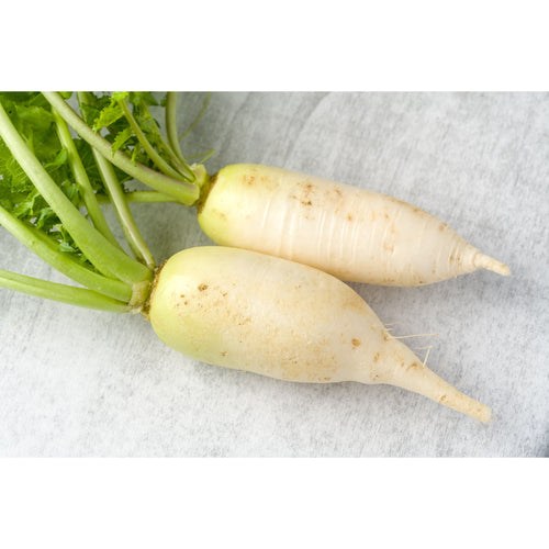 Rabano Daikon