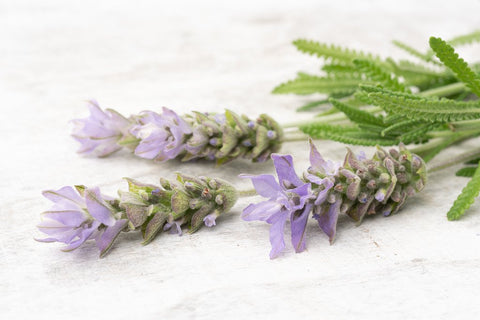 Bio-Lavendel