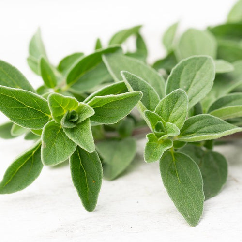 Italienischer Oregano