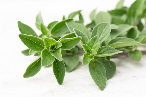 Italienischer Oregano