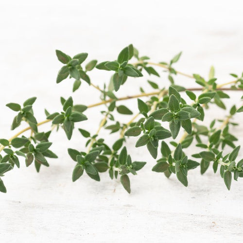 Thyme